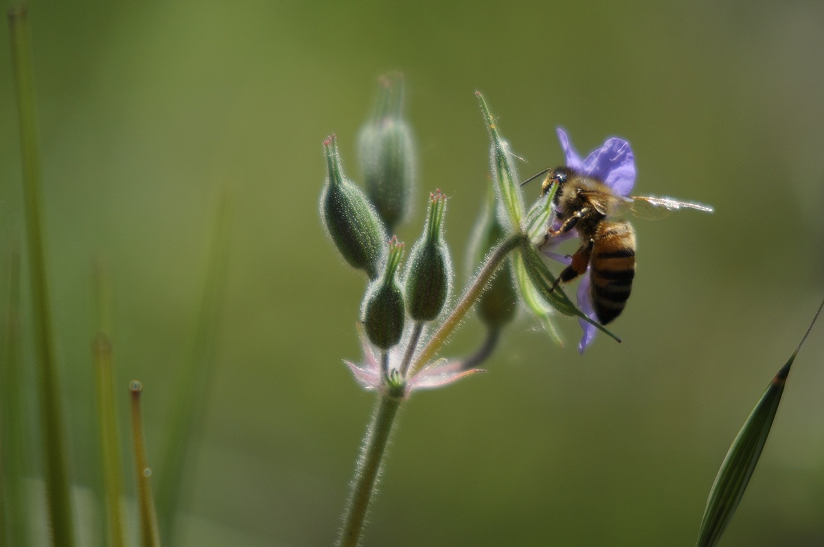Bee on flower