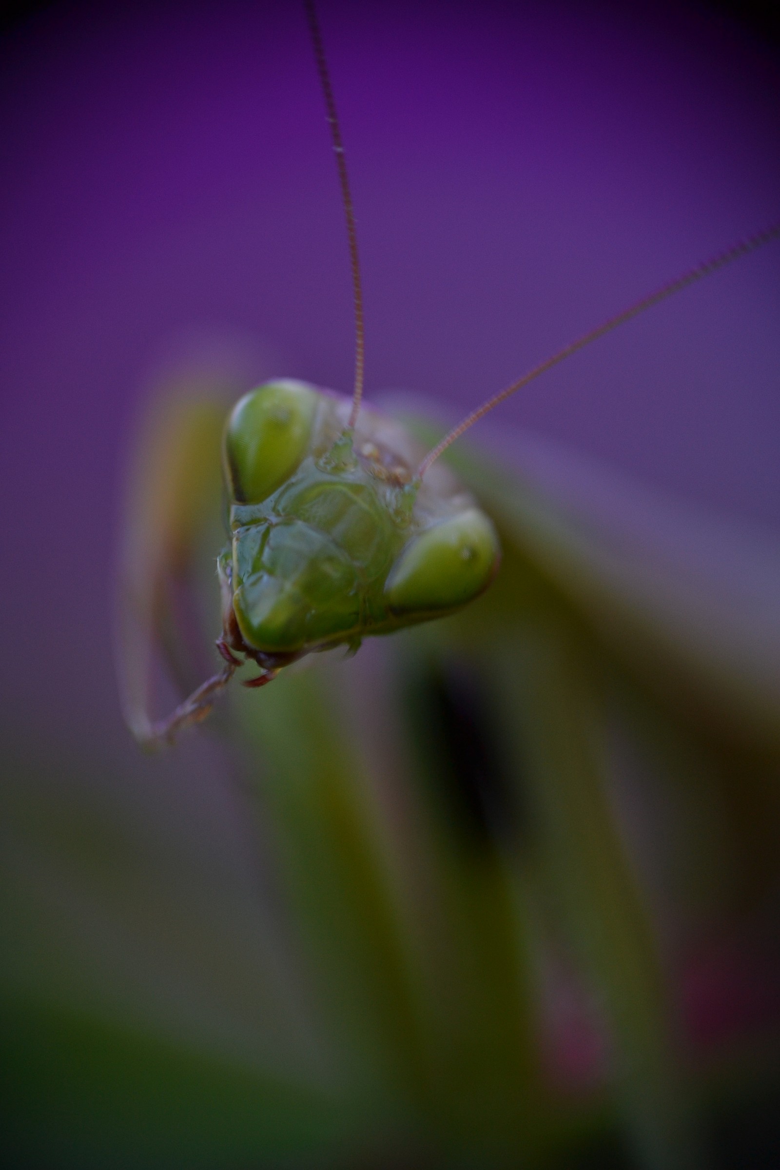 Mantis Religiosa