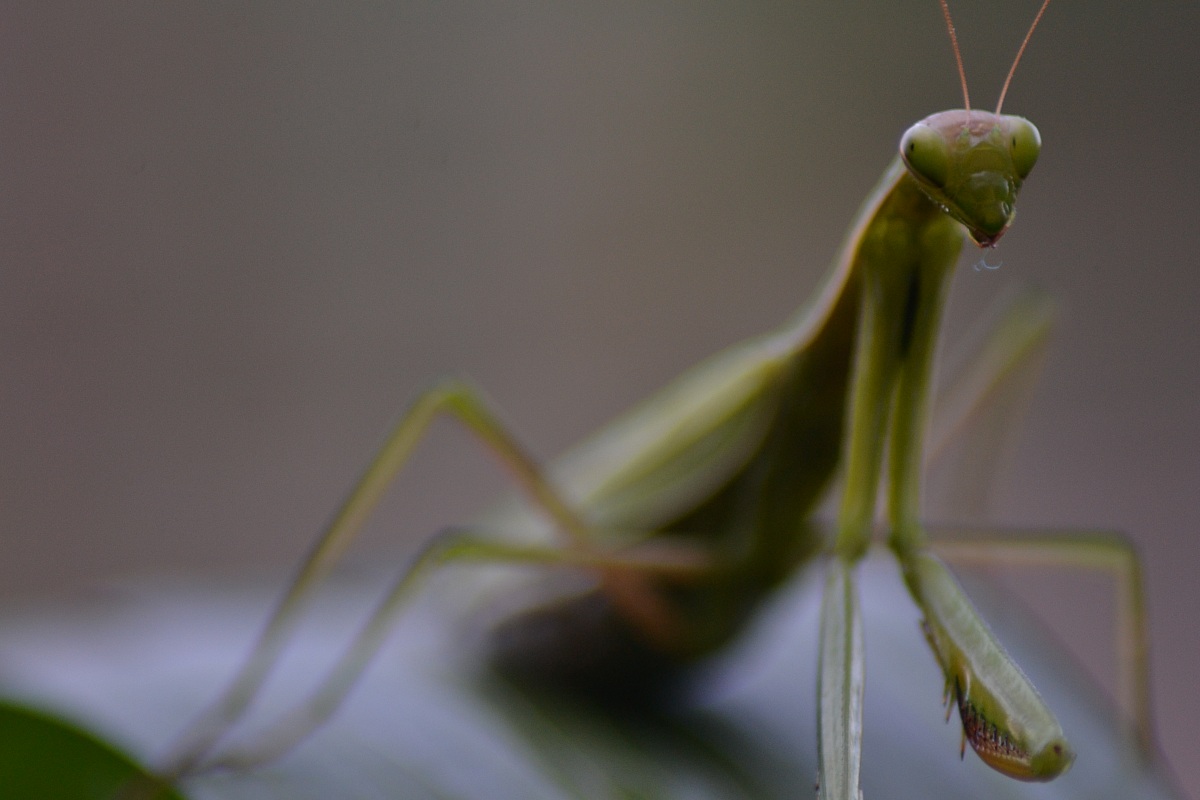 Mantis Religiosa