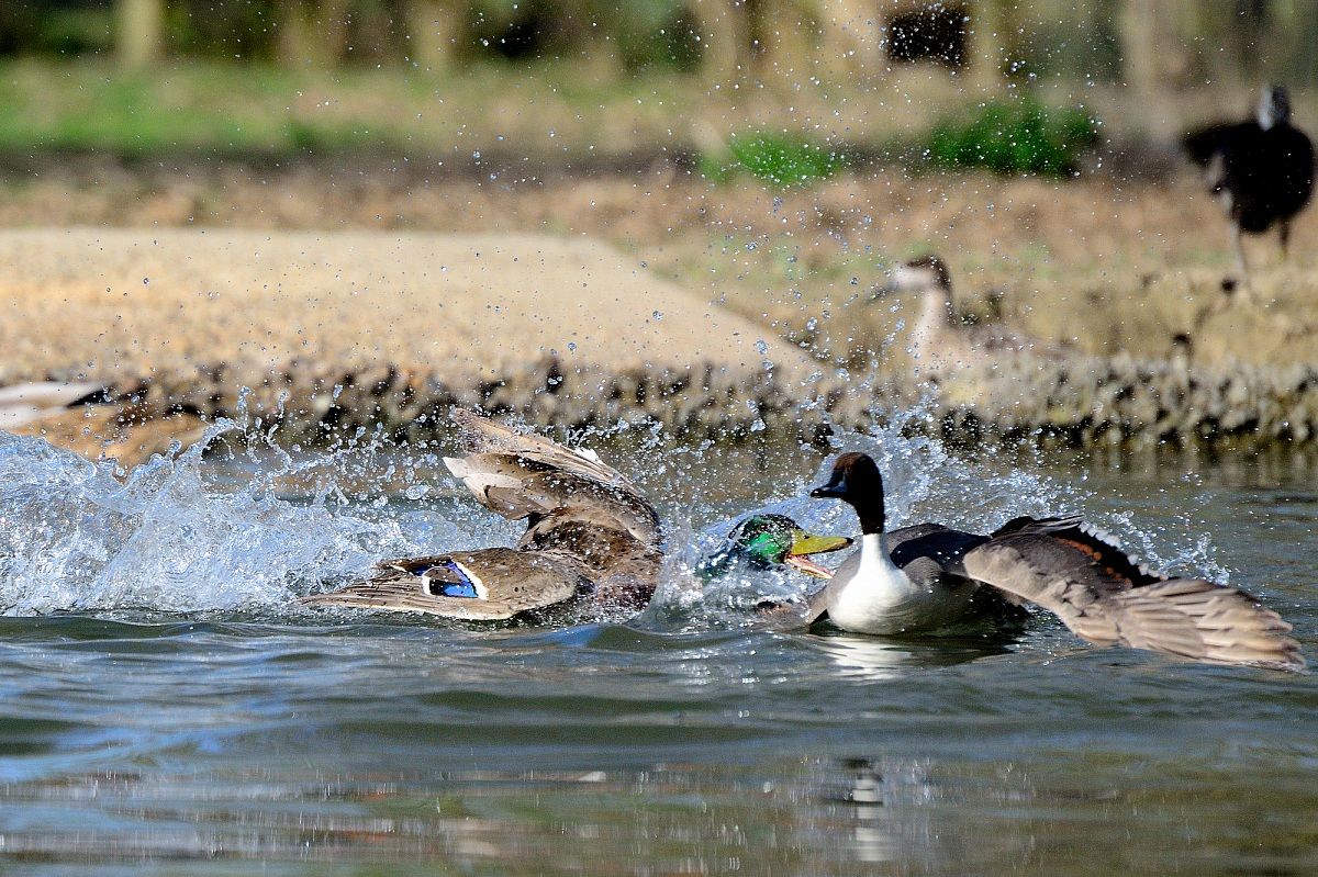 Duck-attack!