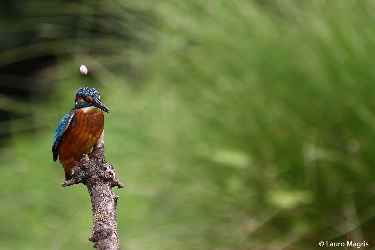Attenzione: Borra in arrivo!