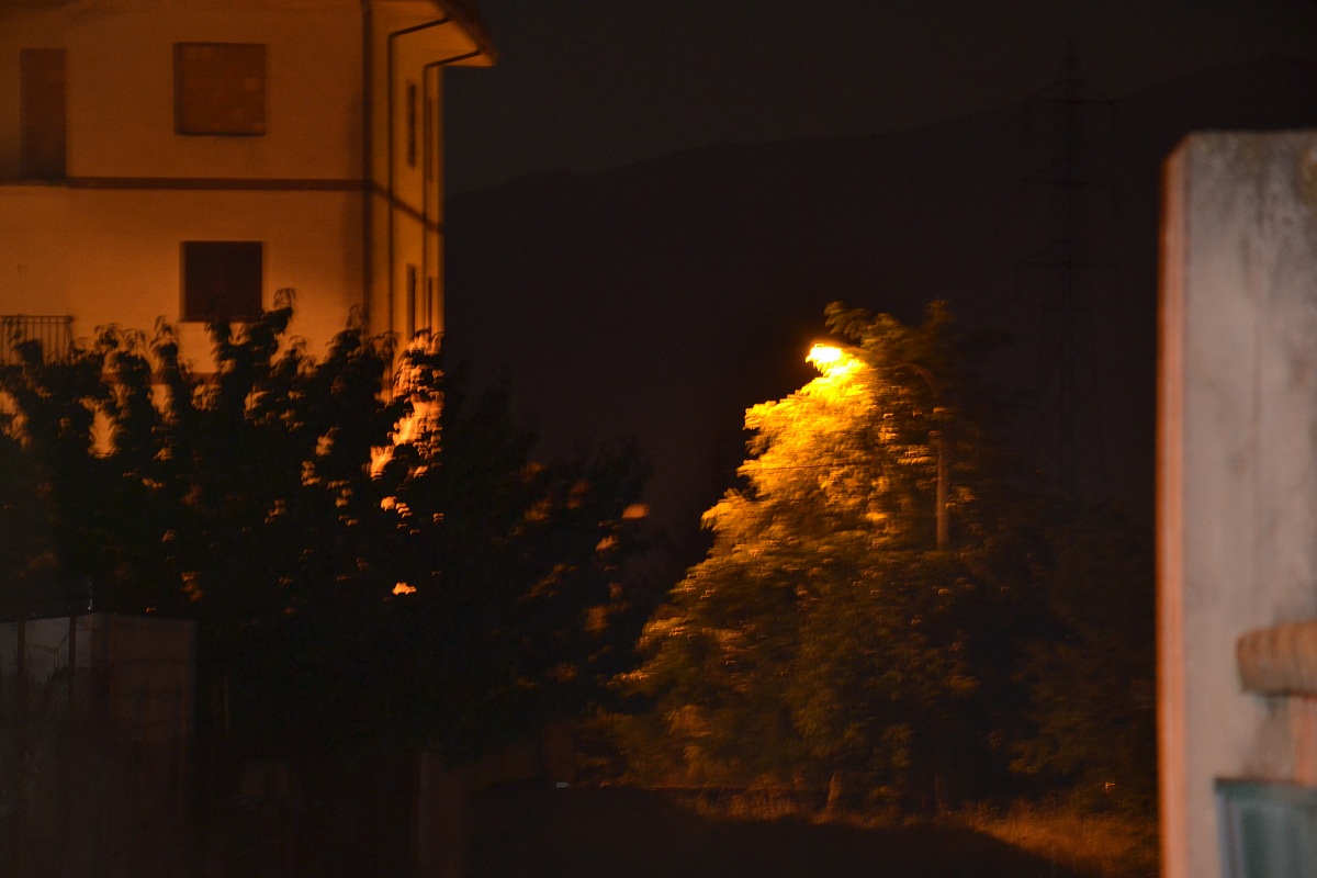 a tree with a human face