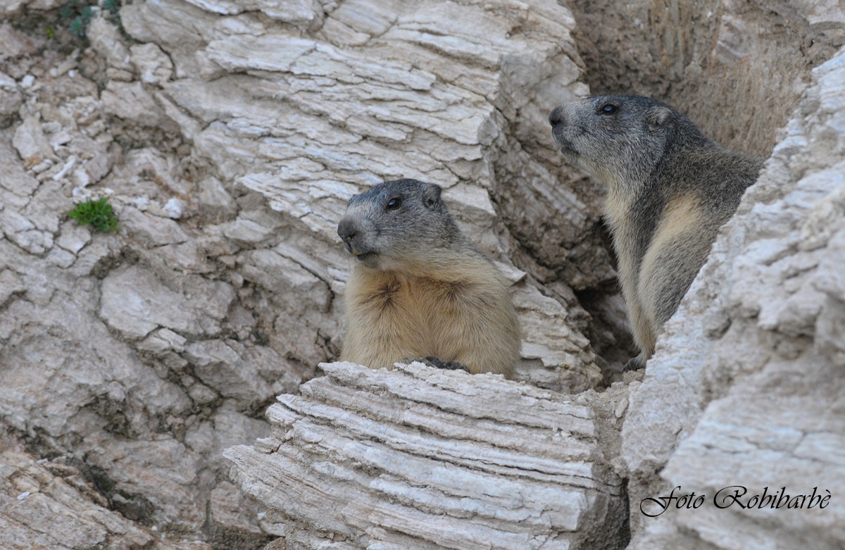 Marmotte alpiniste .....