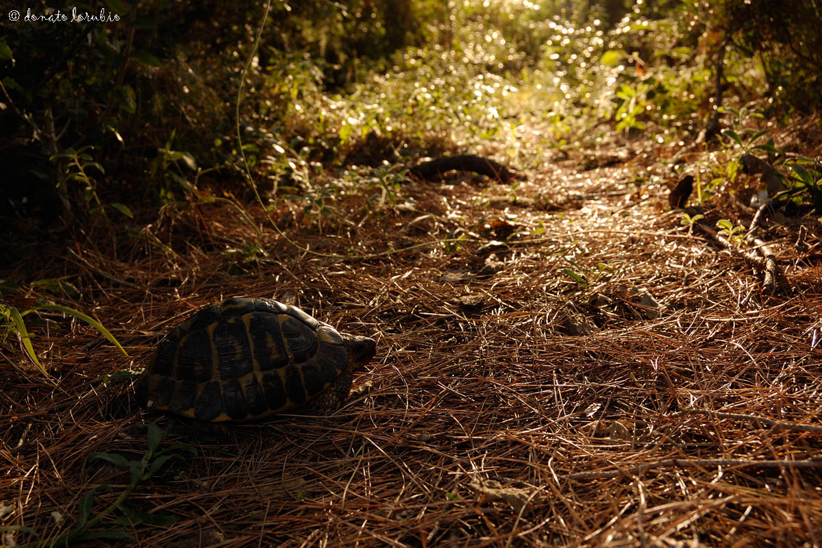 Testudo hermanni