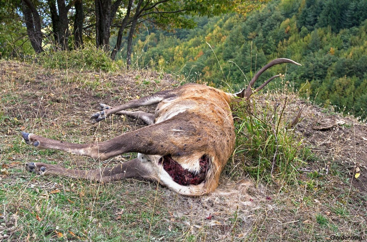 "Il bramito è finito"