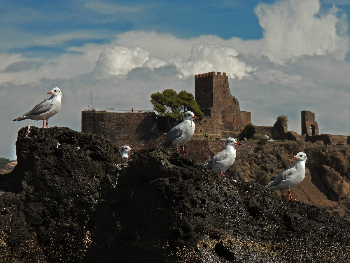 Gabbiani al castello