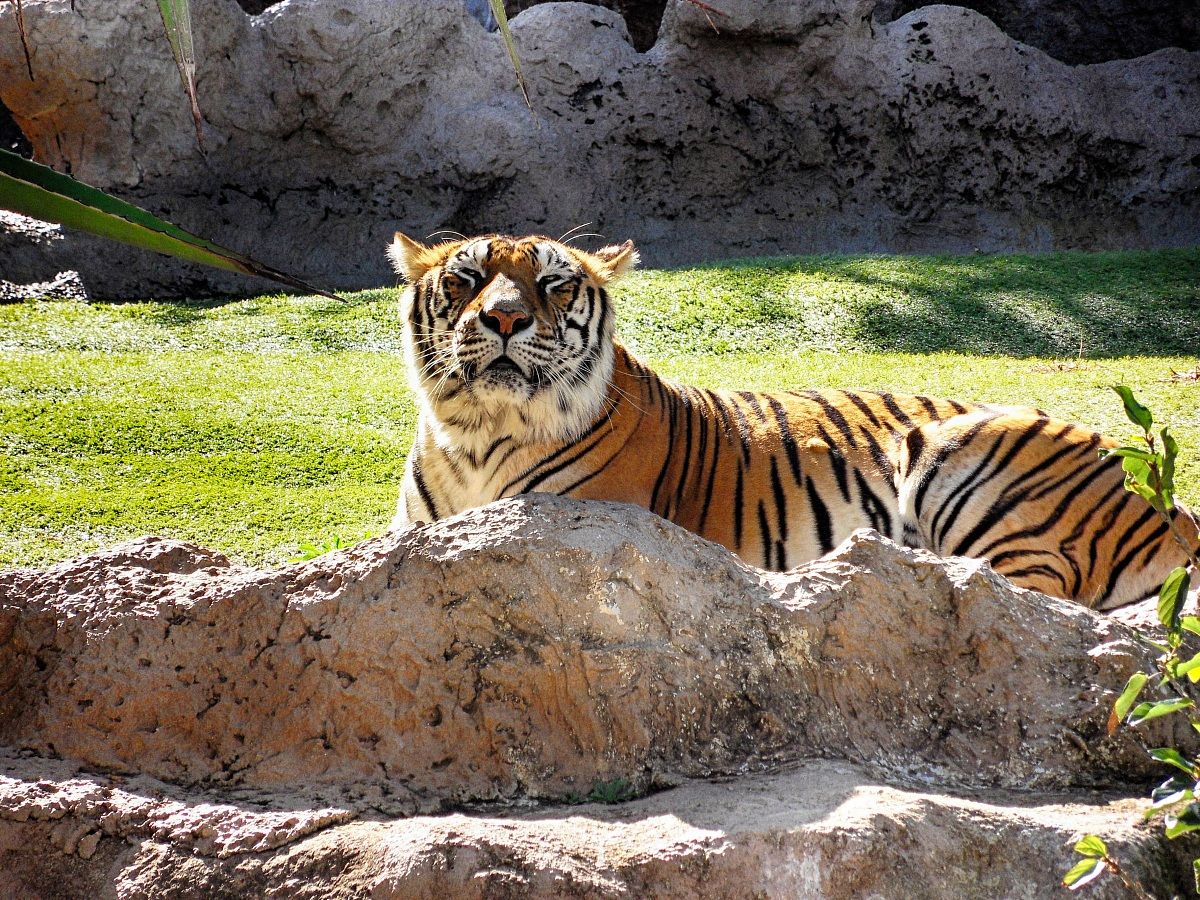 loro parque tenerife