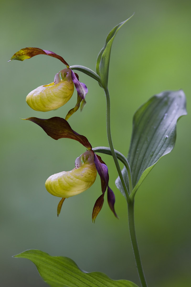 Scarpetta di Venere...