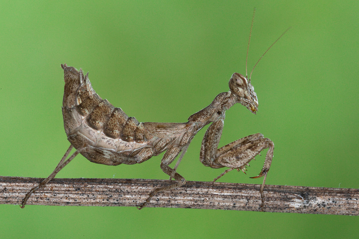 Ameles spallanzania...