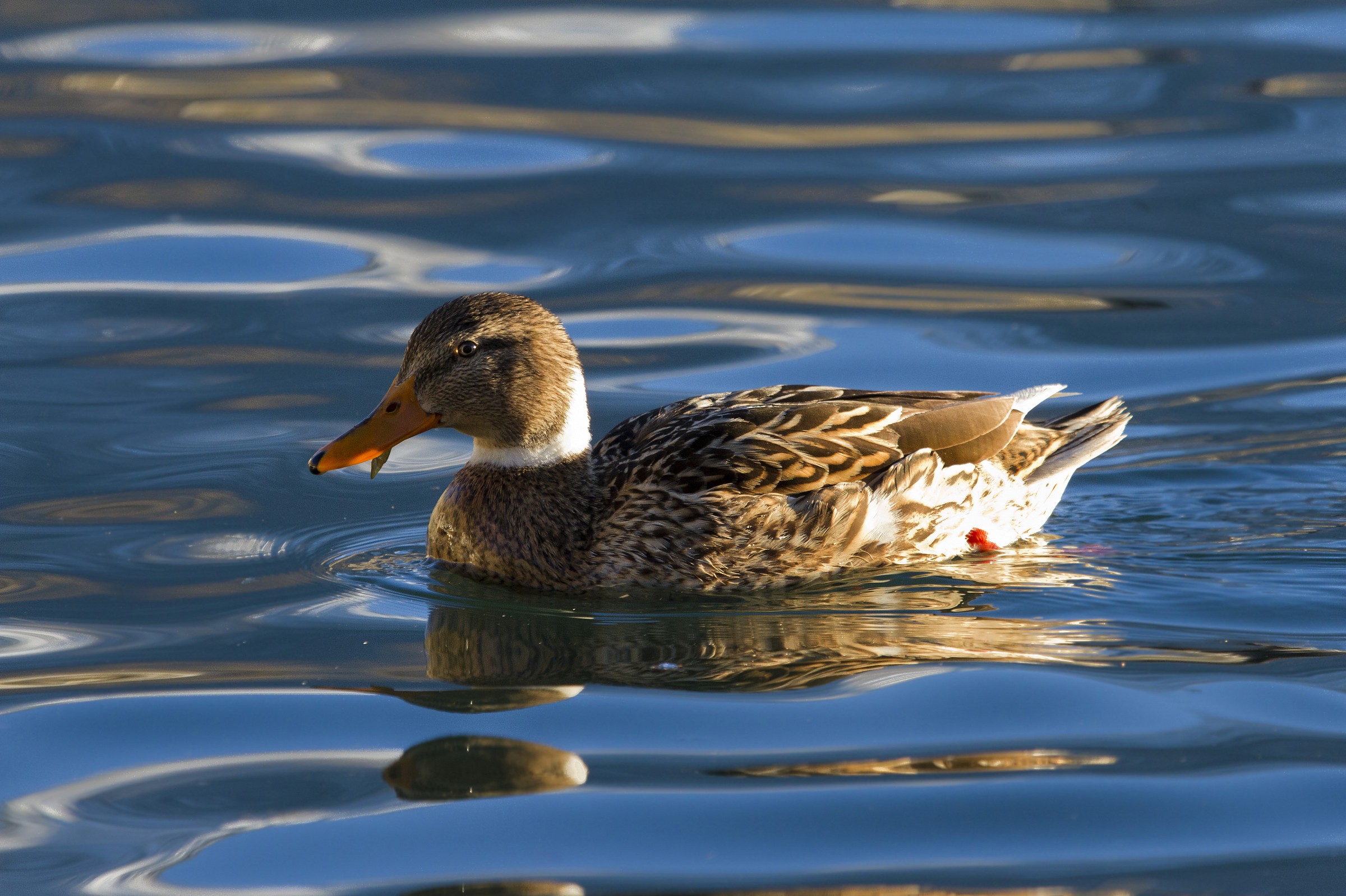 Bath in crystal clear water