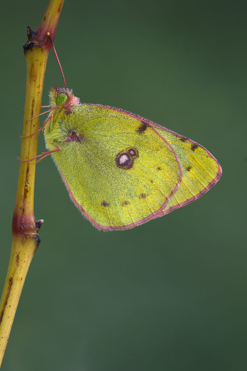 Colias sp ....