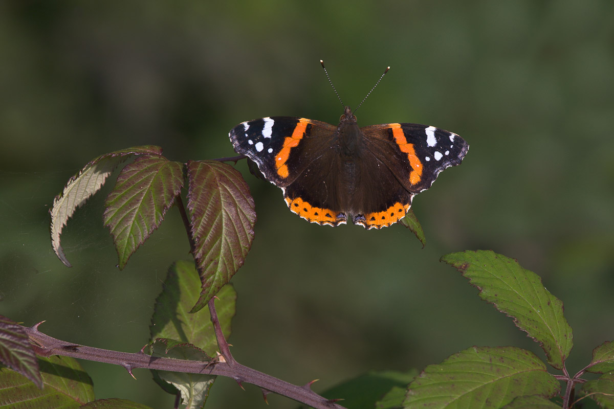 Vanessa atalanta ...