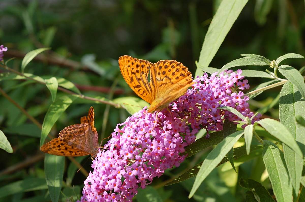 Pafia su fiore di Buddleia