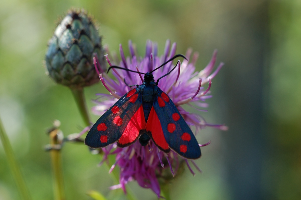 Zygaenidae su fiore di Cardo Selvatico