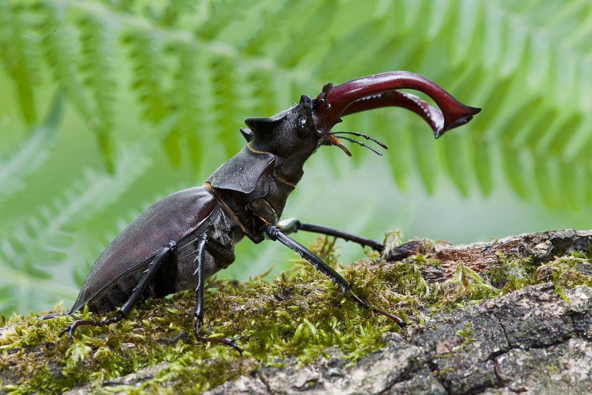 Cervo volante maschio...