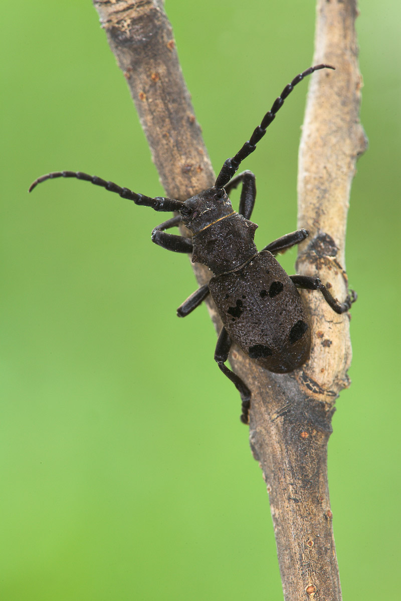 Herophila tristis...