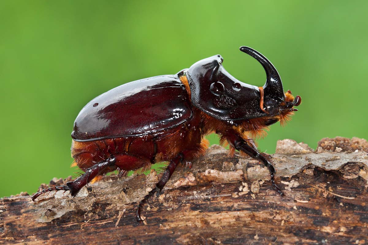 Scarabeo rinoceronte...