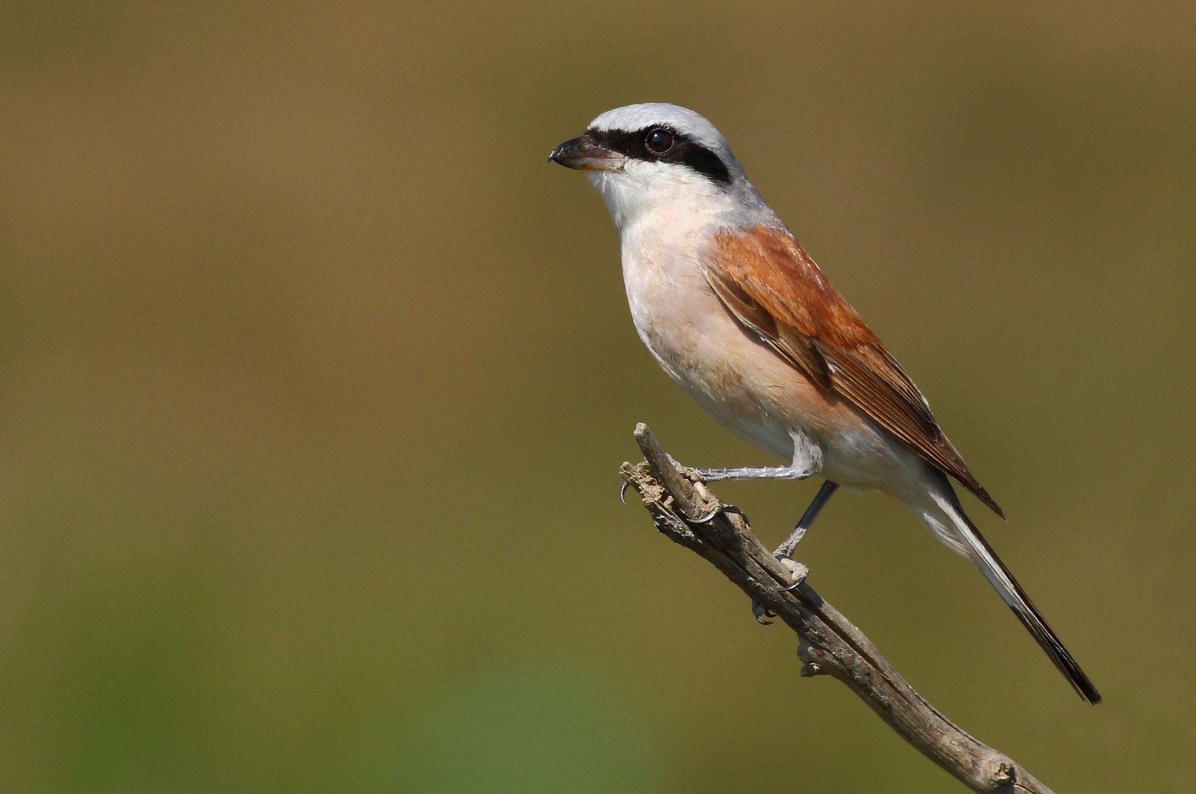 Averla piccola (Lanius collurio)