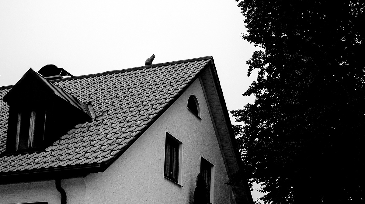 La gatta sul tetto che ...