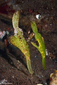Solenostomus cyanopterus