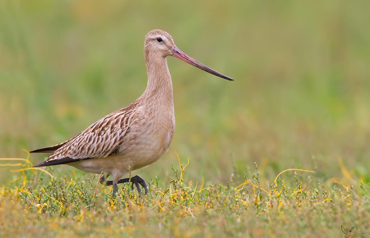 A pitttima different ..