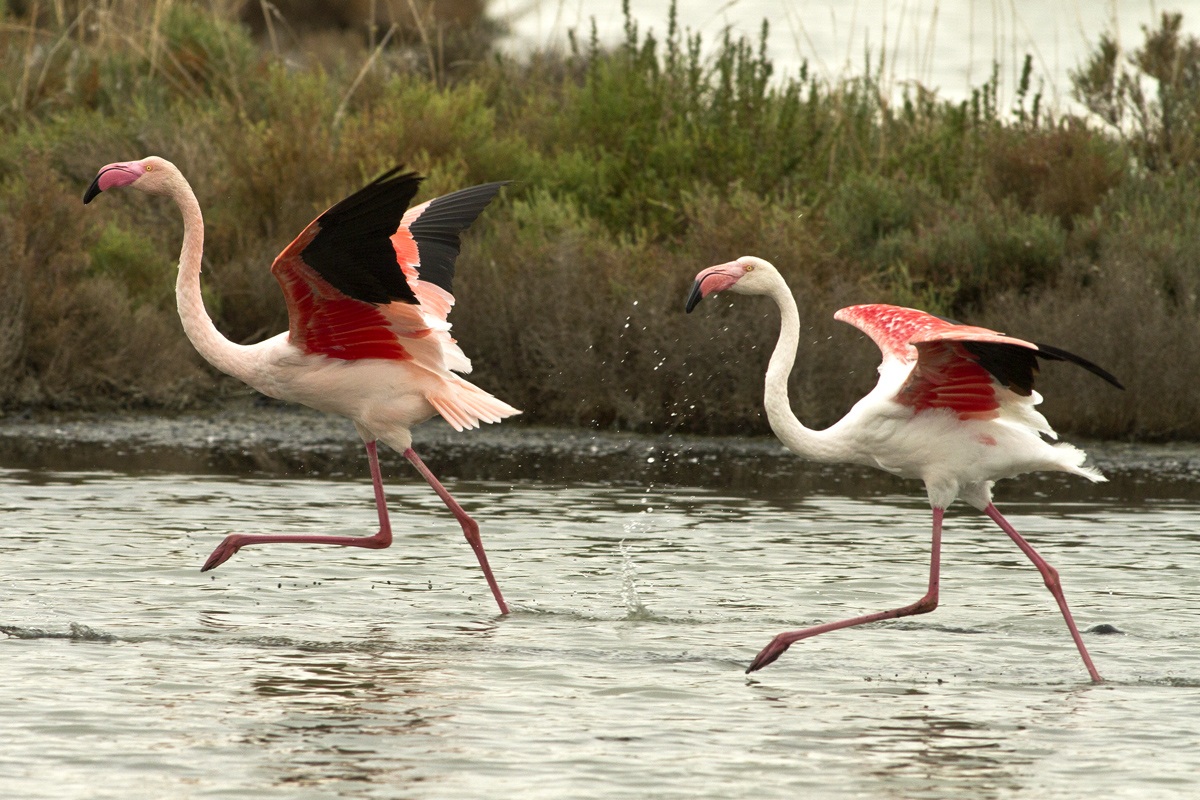 Fenicottero Avanti Marsch !