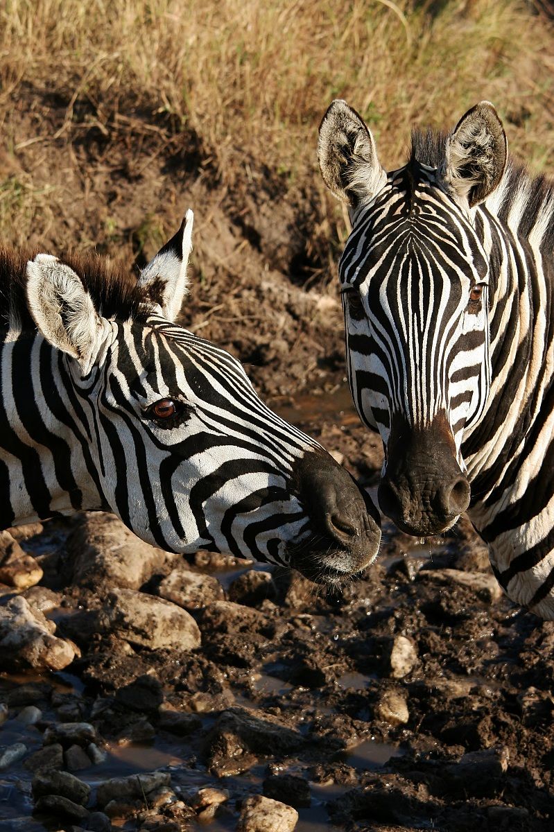 Dolci zebre - Masai Mara