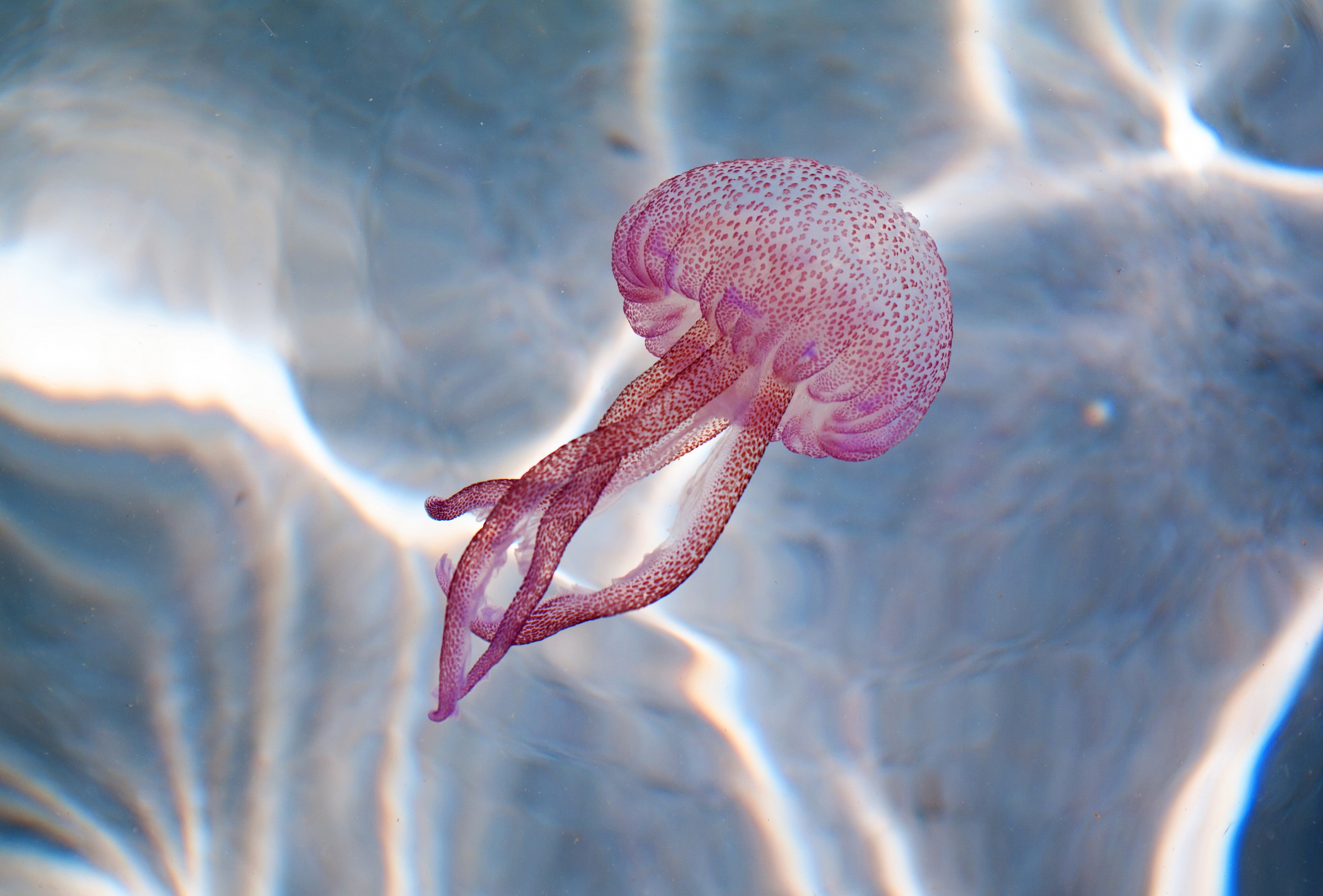 Pelagia noctiluca