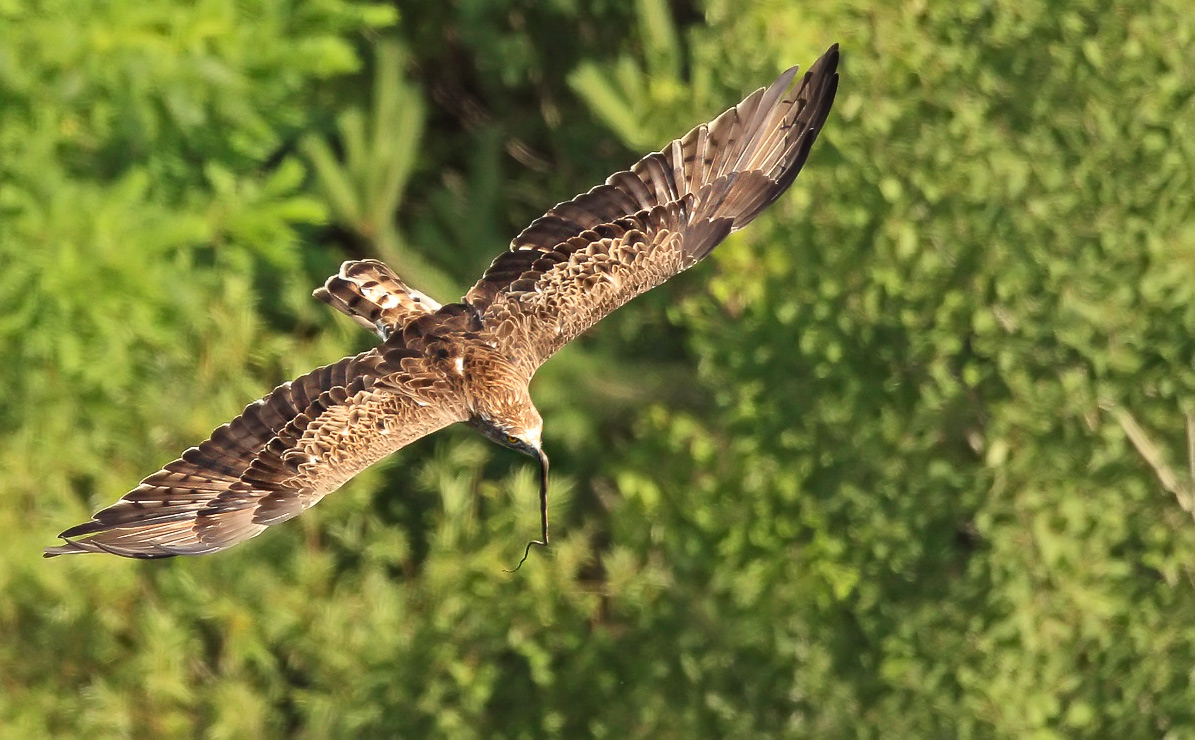 Toed Eagle with prey