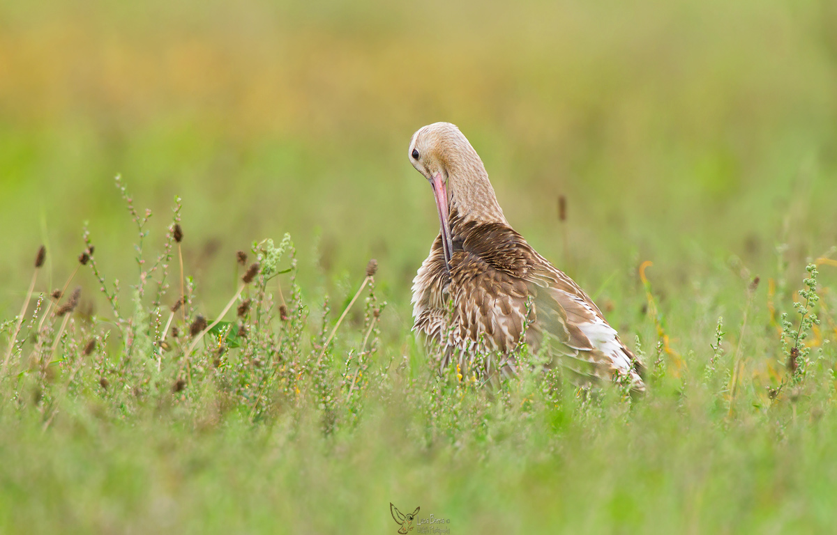 Pittima alla pulizia