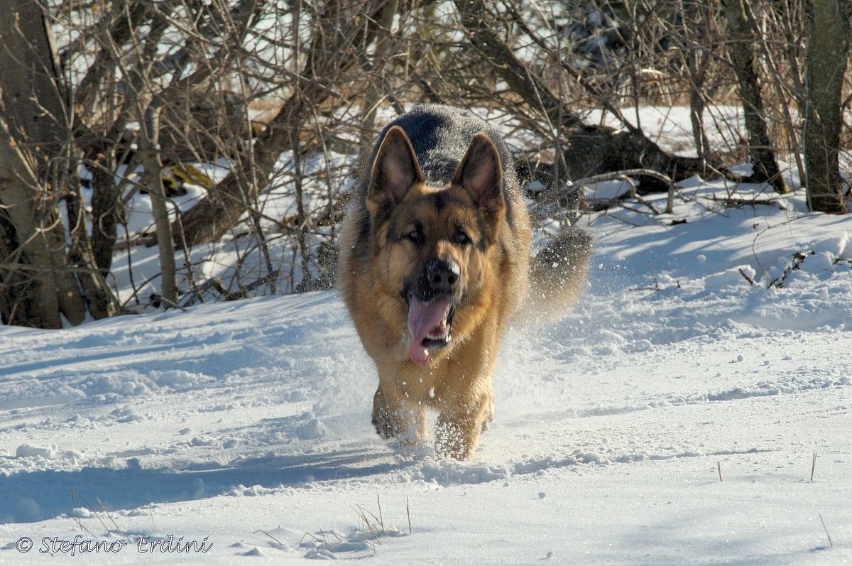 Sasha, in ricordo.....