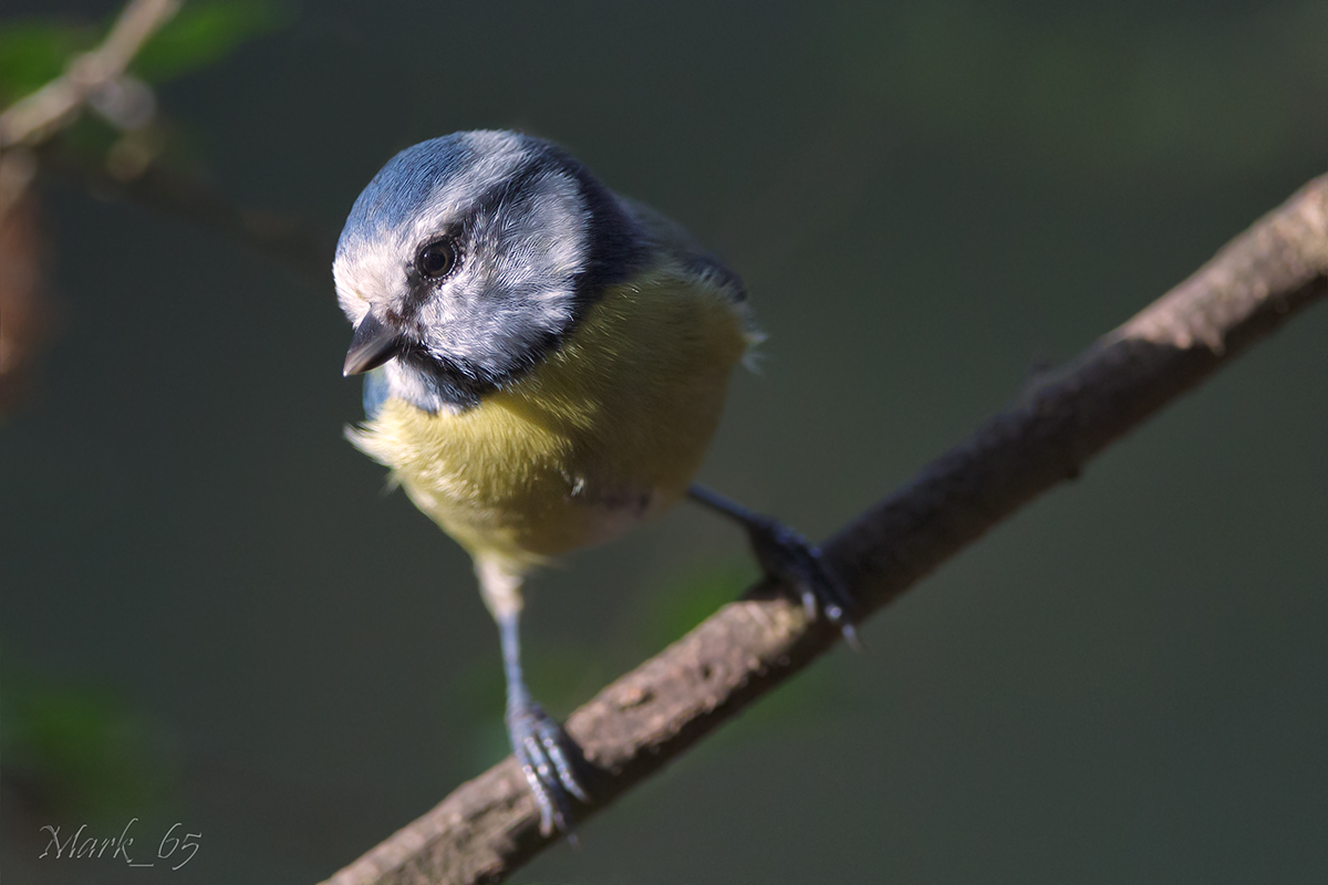 Blue Tit