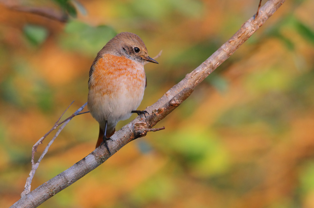 redstart in the woods