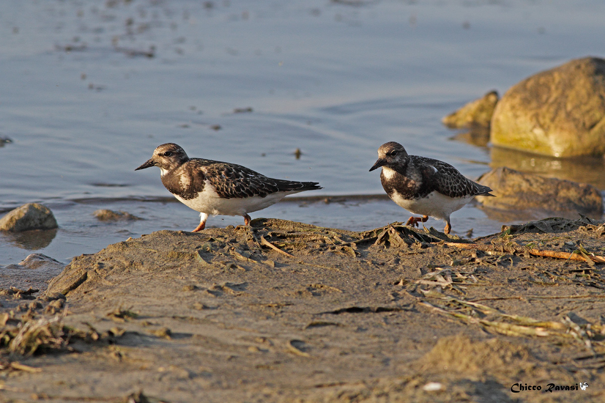 pair of Turnstone