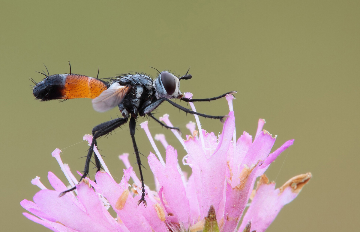 Cylindromyia brassicaria