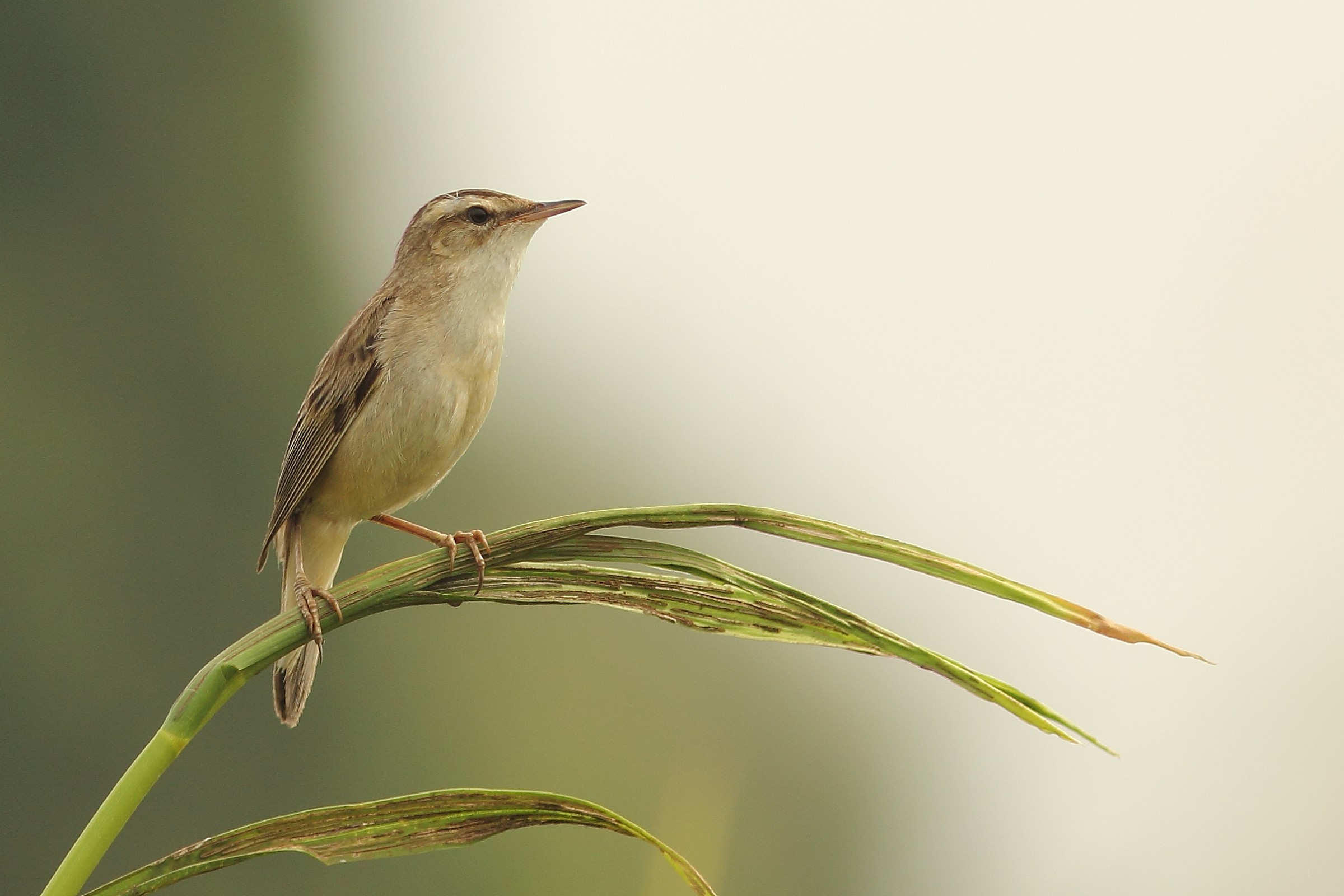 Sedge Warbler