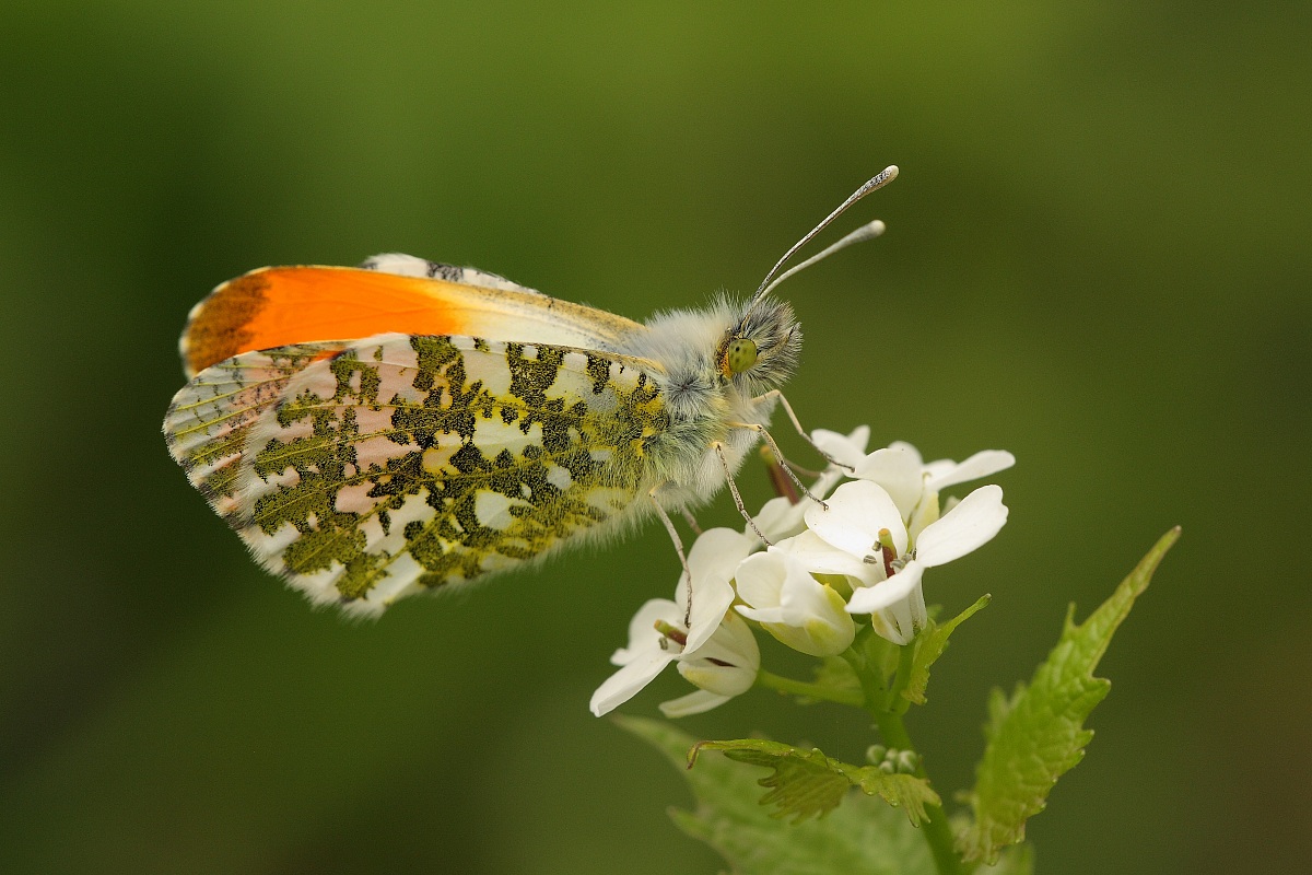 Orange tip