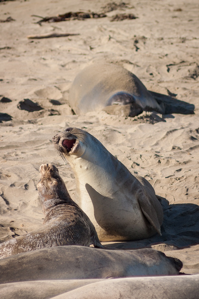 leoni marini sulla spiaggia californiana