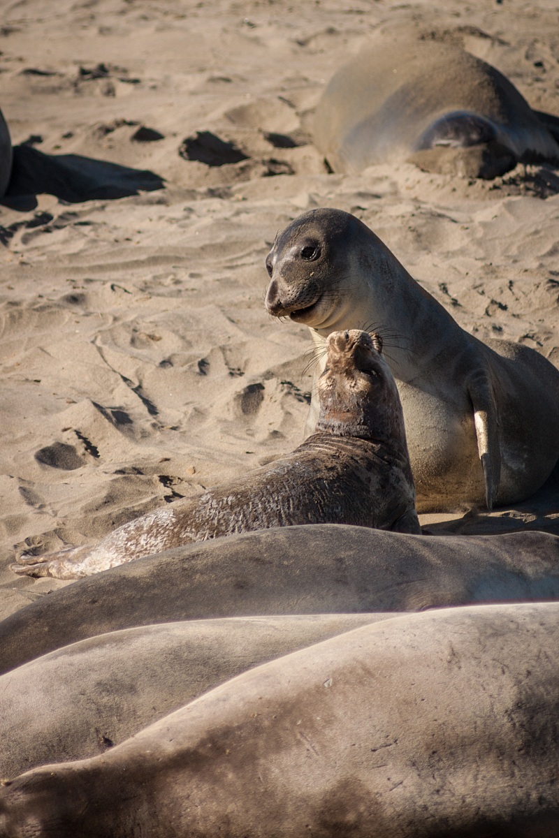 leoni marini sulla spiaggia californiana