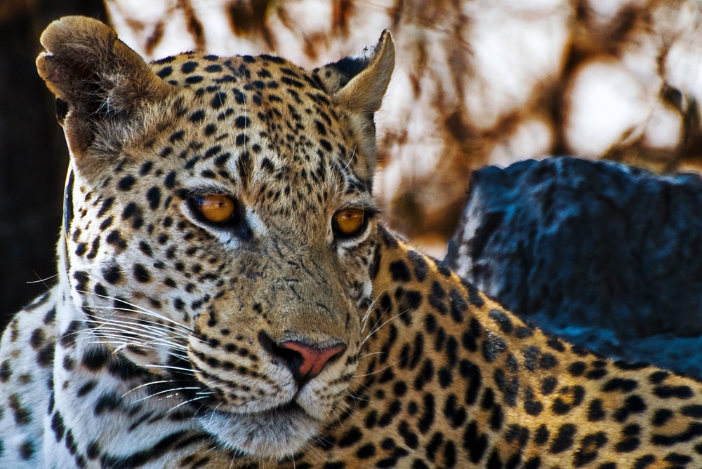 Leopardo in Botswana 2