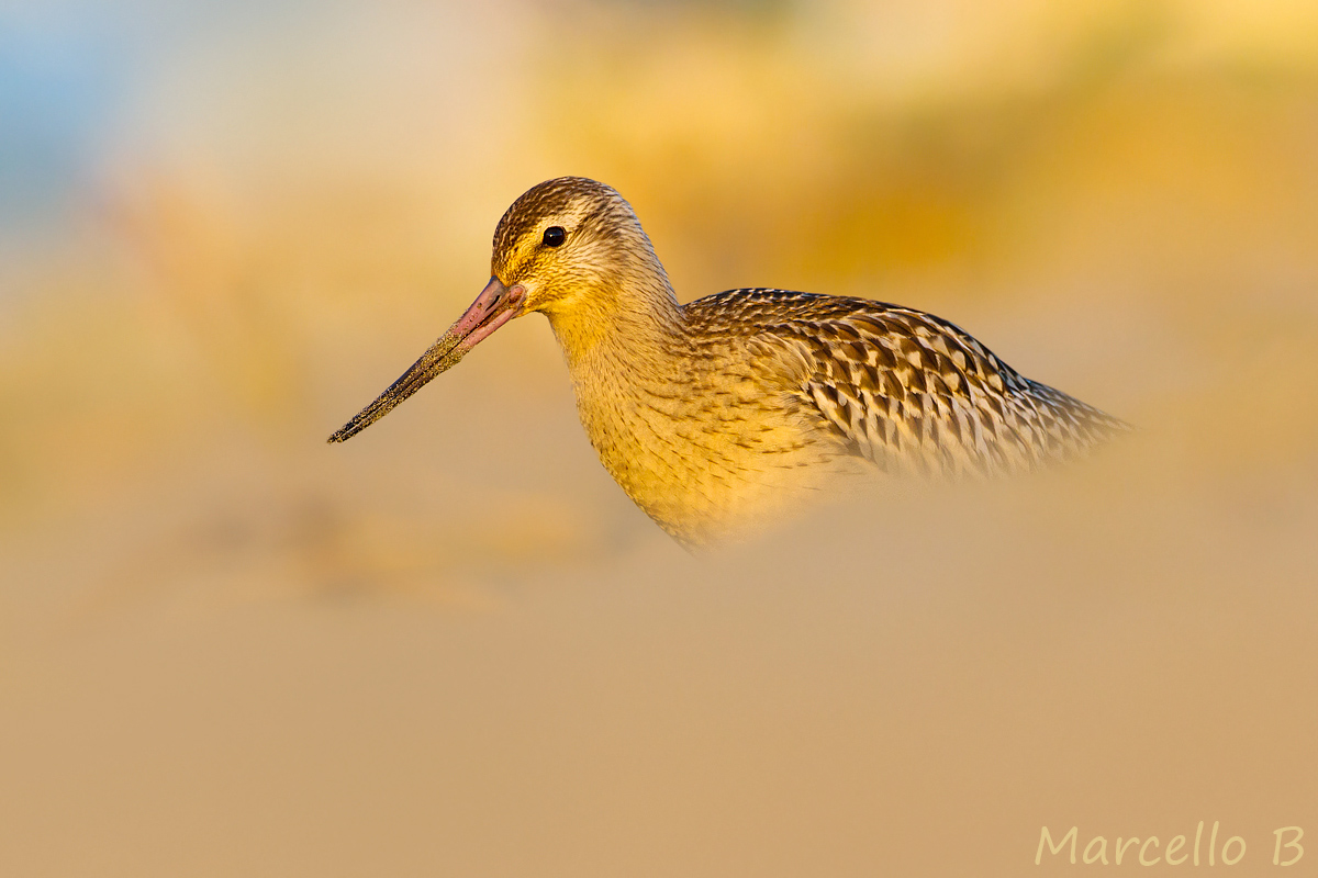Bar-tailed Godwit
