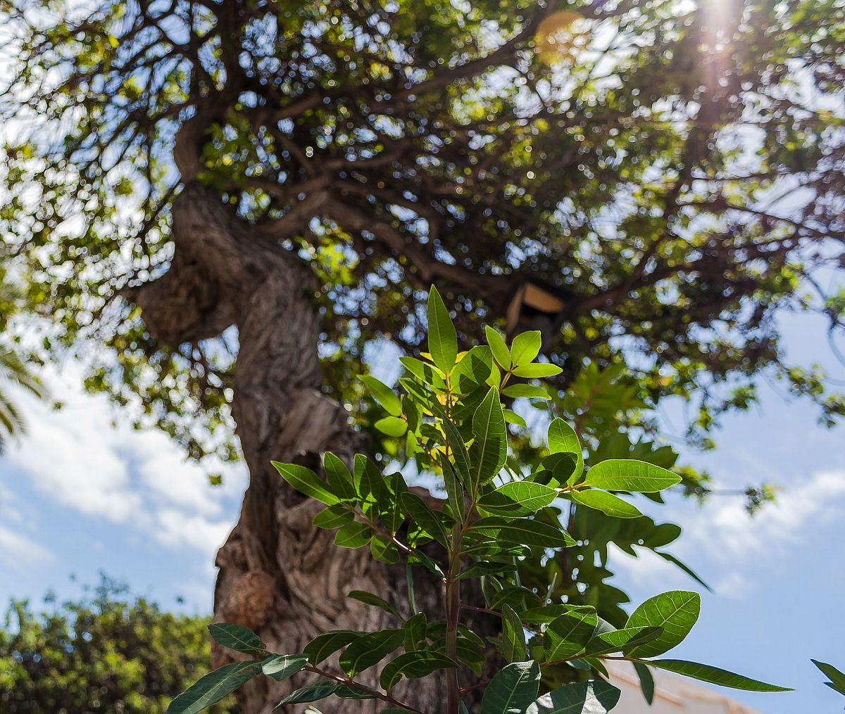 I will be as great as you!