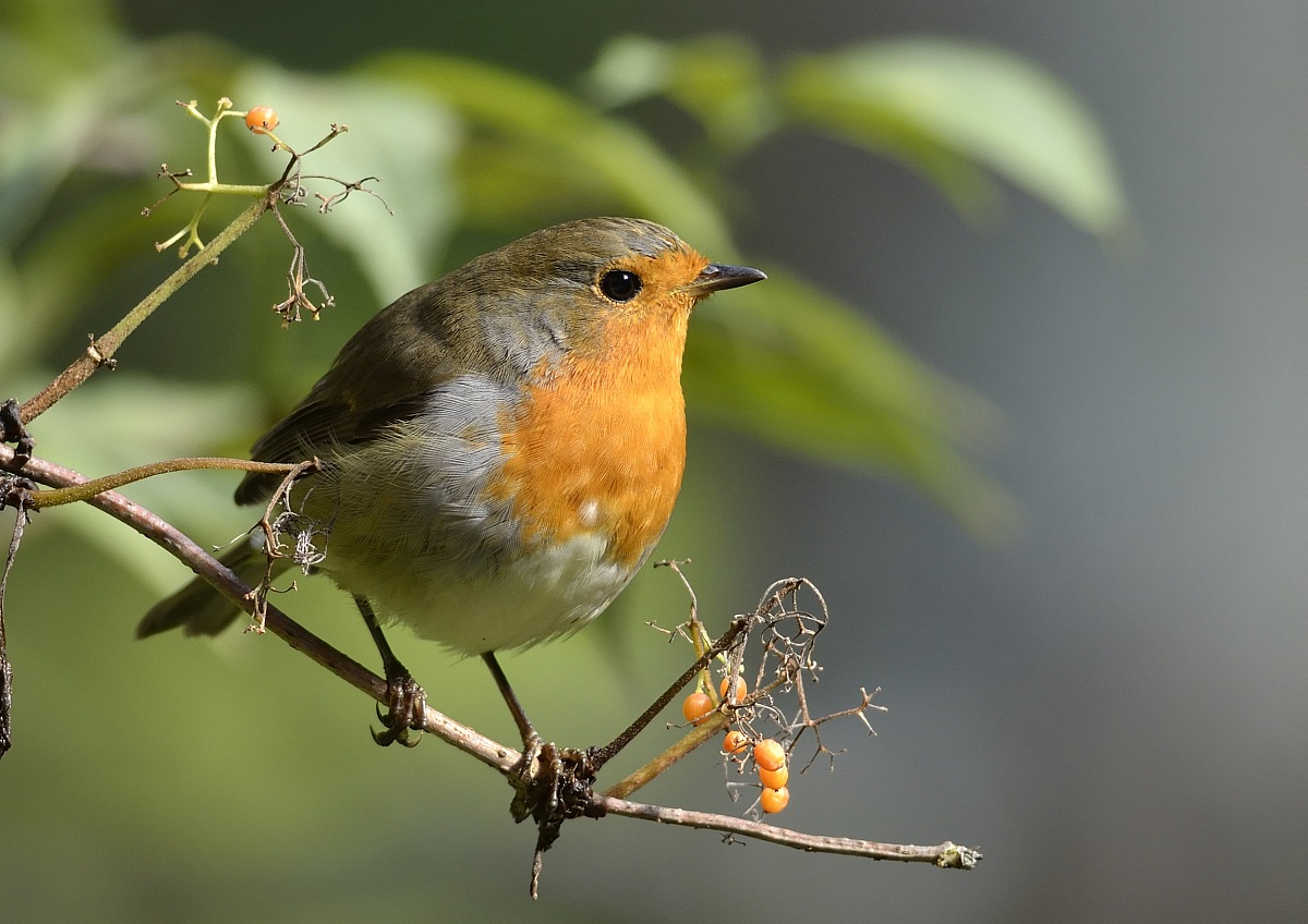 Redbreast