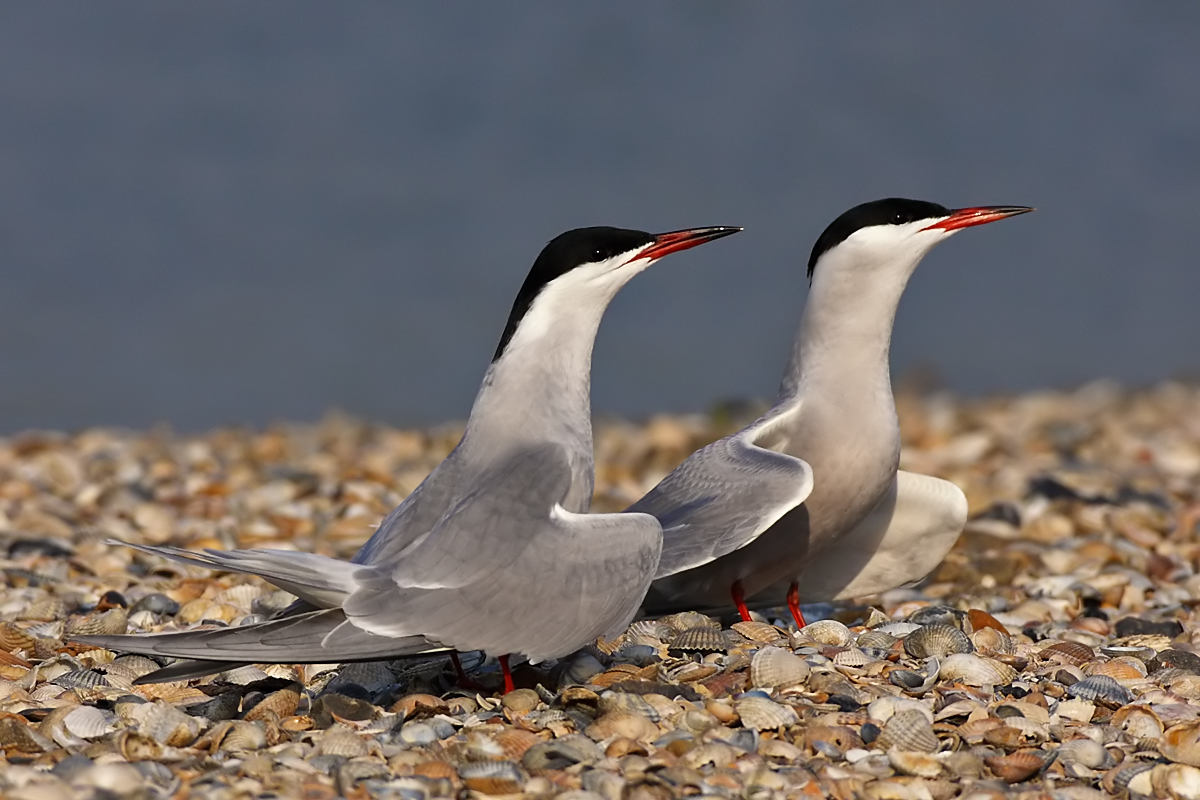 Common Terns