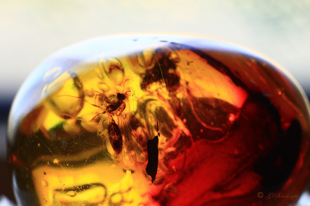 The grandmother of all the Diptera