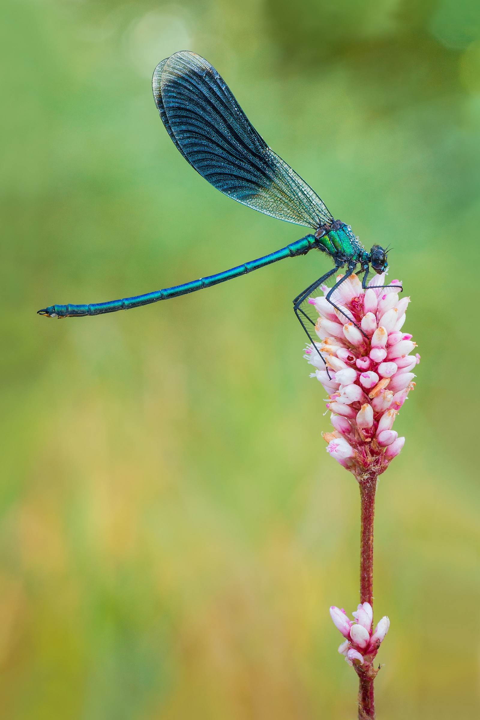 Calopteryx splendens
