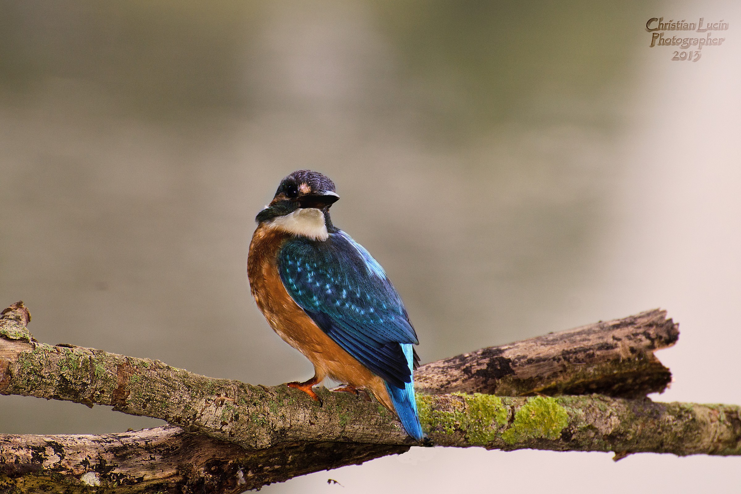 KingFisher