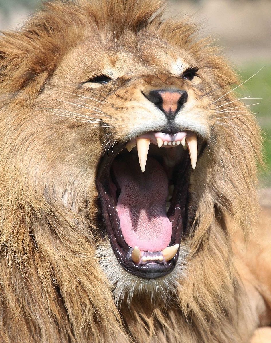 Lion roaring