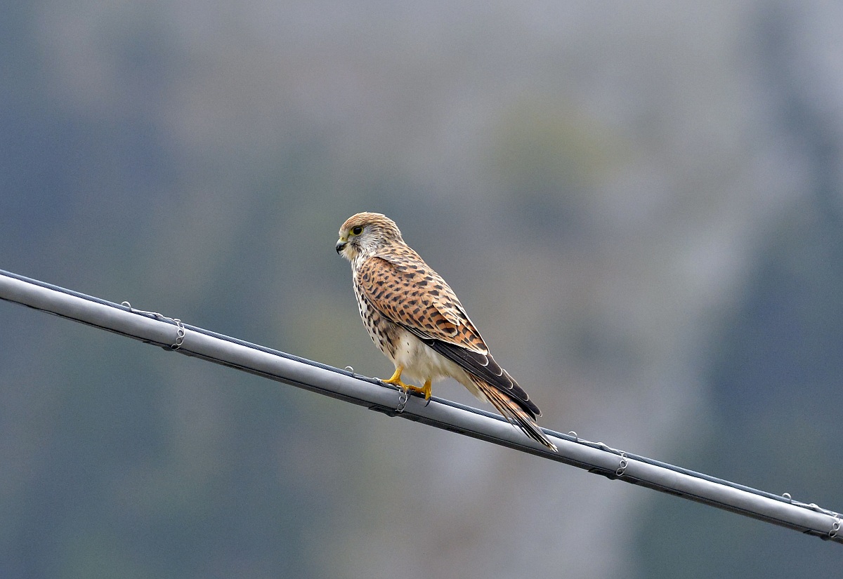 kestrel