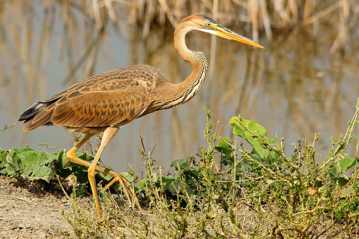 Purple Heron